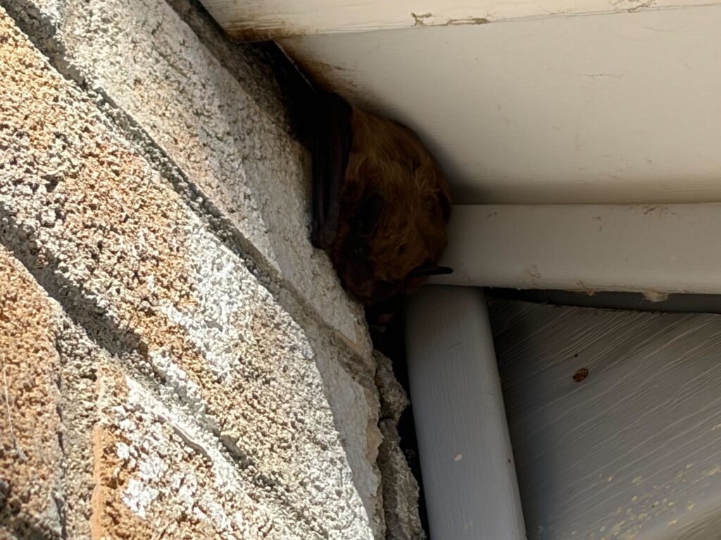 Patriot Pest Control