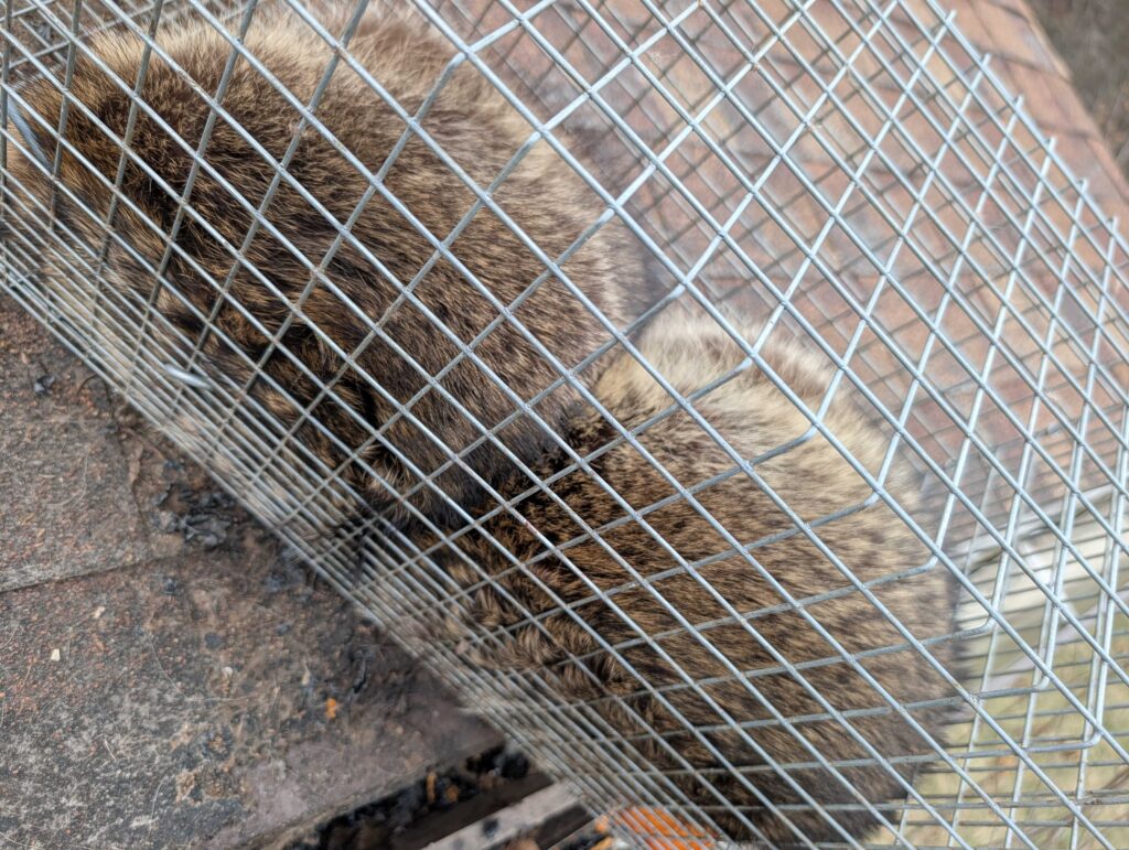 Patriot Pest Control